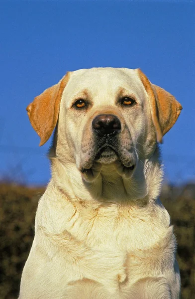 黄色拉布拉多猎犬 成虫的肖像 — 图库照片