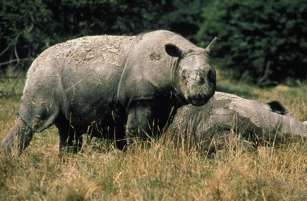 Sumatra Rinoceronte Dicerorrinus Sumatrensis Par — Fotografia de Stock