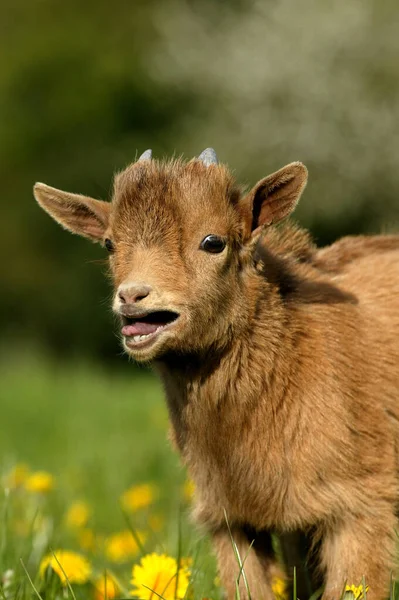 Pygmy Goat Dwarf Goat Capra Hircus Months Old Baby Goat — стокове фото