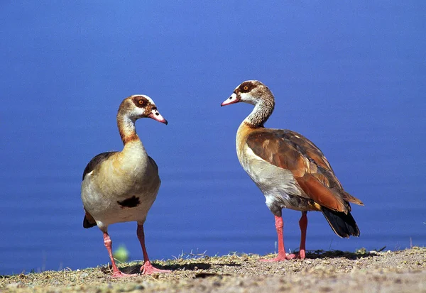 Egyptian Goose Alopochen Aegyptiacus Pair Standing Water Kenya — Stock Photo, Image