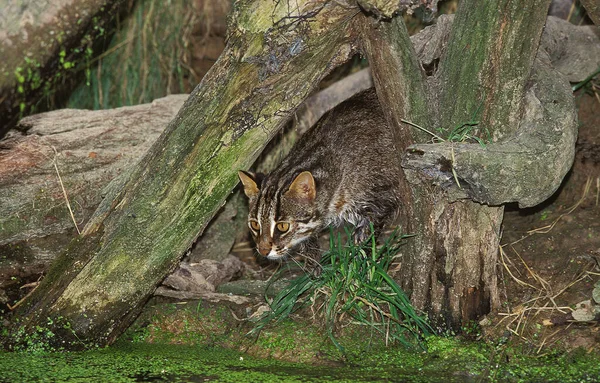 Gato Leopardo Prionailurus Bengalensis Pesca Adultos Pantano — Foto de Stock