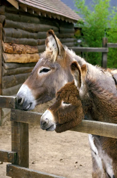 Grey Donkey France — Stock Photo, Image