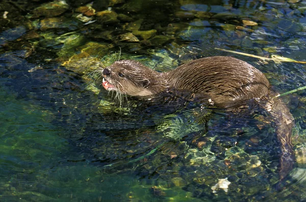 Short Clawed Otter Aonyx Cinerea Adult Standing Water — Stock Photo, Image