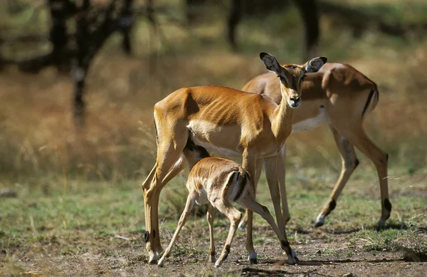 Impala Aepyceros Melampus Feminino Com Fawn Suckling Quénia — Fotografia de Stock