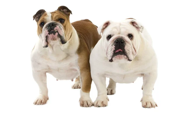 Inglês Bulldog Fundo Natural — Fotografia de Stock