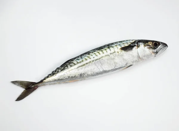 Makrele Scomber Scombrus Frischer Fisch Vor Weißem Hintergrund — Stockfoto