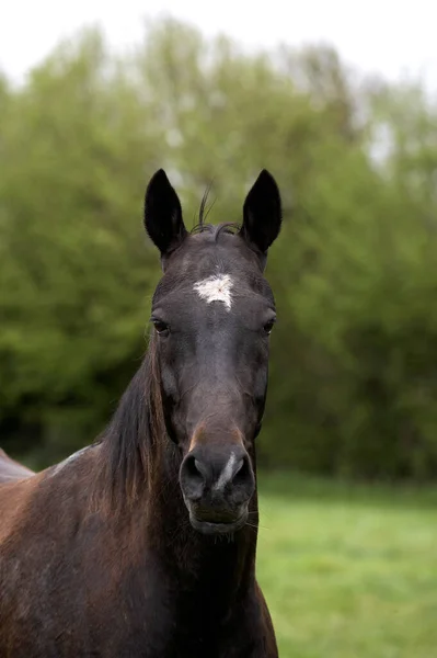 Akhal Teke Raça Cavalo Turquemenistão Retrato Mare — Fotografia de Stock