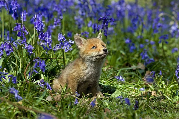 Vulpes Fox Rouge Vulpes Avec Fleurs Bleu Normandie — Photo