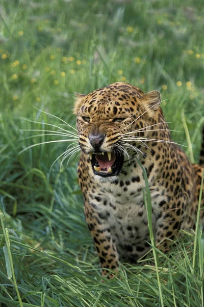 Leopárd Panthera Pardus Felnőtt Vicsorgás Nyitott Szájjal — Stock Fotó
