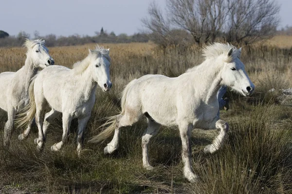 Camargue Horse Galloping Beach Group Standing Swamp Camargue South France — ストック写真