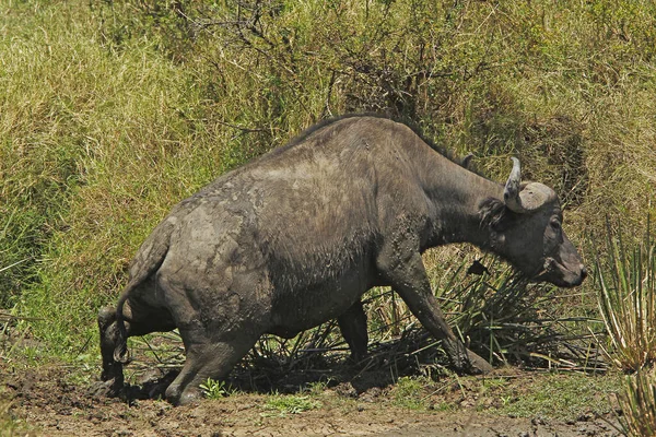 Afrikanischer Büffel Syncerus Caffer Adult Crossing Waterhole Masai Mara Park — Stockfoto