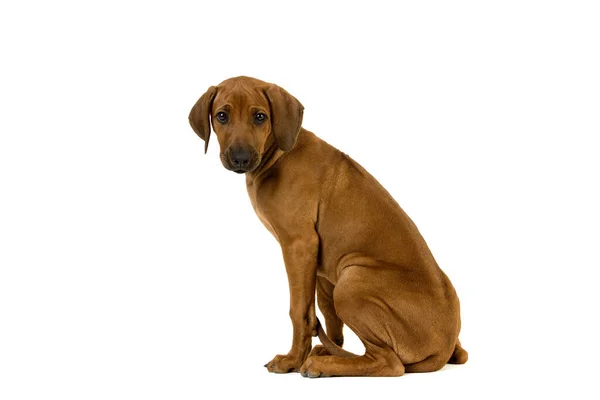 Rhodesian Ridgeback Dog Mesi Vecchio Pup Seduto Sullo Sfondo Bianco — Foto Stock