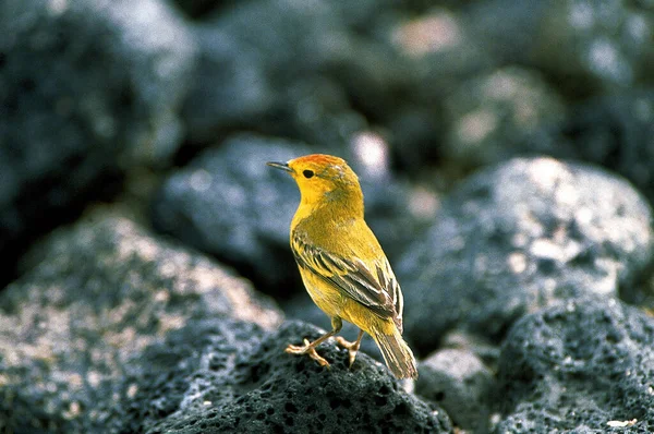 Warbler Amarillo Dendroica Petechia Adulto Pie Sobre Piedra Galápagos — Foto de Stock