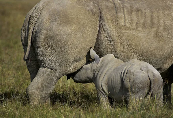 Rinoceronte Branco Ceratotherium Simum Feminino Com Amamentação Bezerro Parque Nakuru — Fotografia de Stock