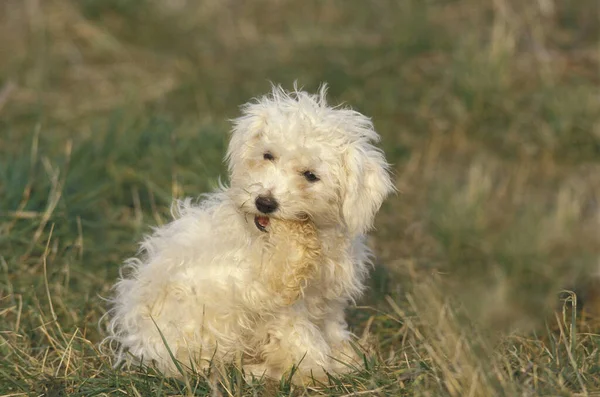 Bichon Frise Dog Dorosły Gryzie Łapę — Zdjęcie stockowe