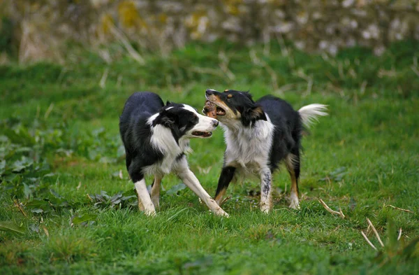 Border Collie Dog, Adults playing wiht a stick of Wood