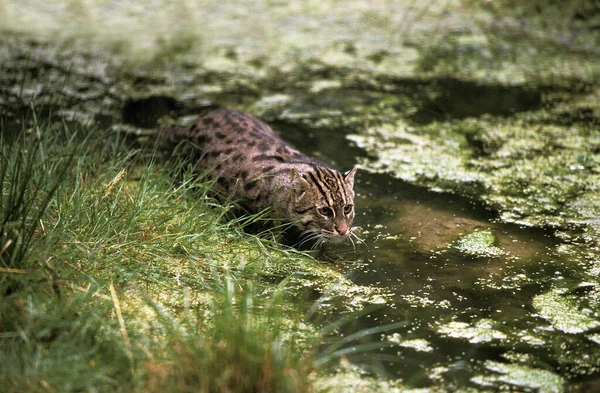 Pesca Gato Prionailurus Viverrinus Adulto Água — Fotografia de Stock