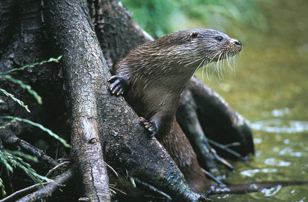 European Otter Lutra Lutra Adult Standing River — Stock Photo, Image