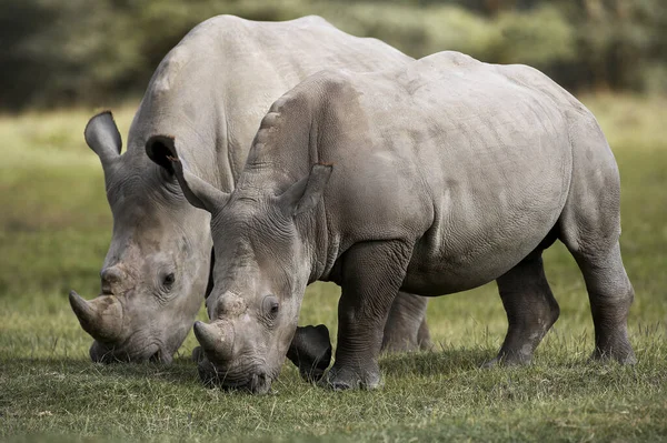 Rhinocéros Blanc Ceratotherium Simum Adultes Mangeant Herbe Parc Nakuru Kenya — Photo