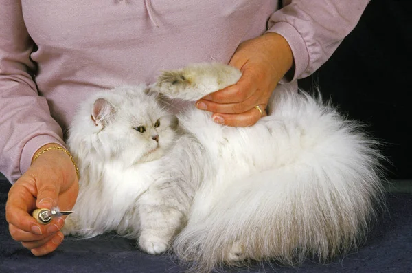 Mulher Arrumando Branco Persa Doméstico Gato Escova — Fotografia de Stock