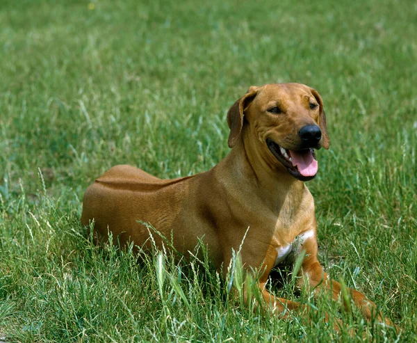 ローデシアのリッジバック犬草の上に敷設 — ストック写真