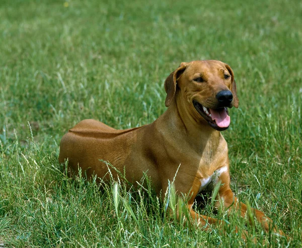 Rhodesian Ridgeback Cão Deitado Grama — Fotografia de Stock