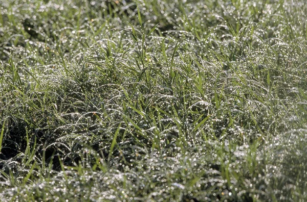 Dew Long Grass Τανζανία — Φωτογραφία Αρχείου