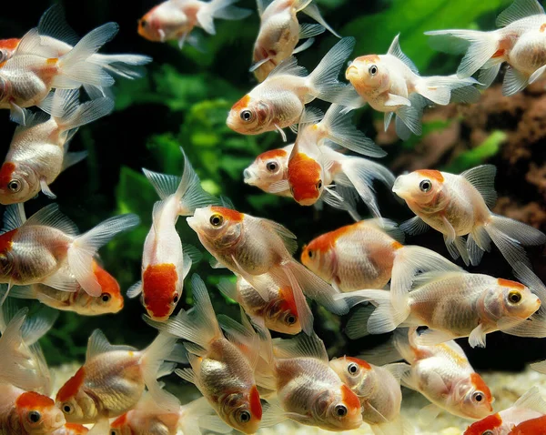 Jovem Oranda Goldfish Carassius Auratus Peixes Aquário — Fotografia de Stock