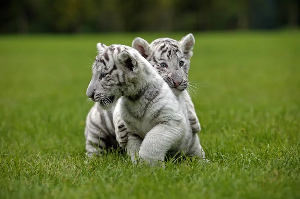Λευκός Τίγρης Πάνθηρας Τίγρης Κουτάβι Που Στέκεται Στο Γρασίδι — Φωτογραφία Αρχείου