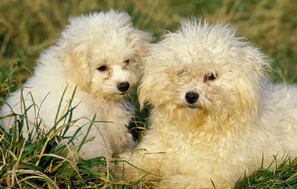 Bichon Frise Dog Moeder Met Pup Gras — Stockfoto