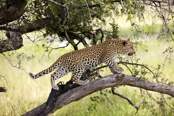 LEOPARD (4 MONTHS OLD CUB) panthera pardus IN NAMIBIA IN A TREE  