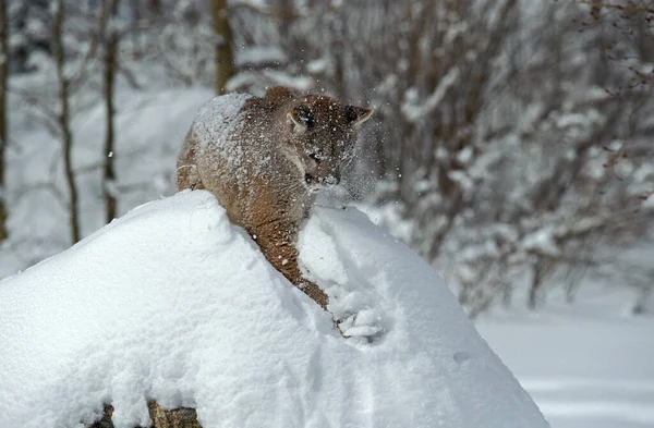 Kuguar Puma Concolor Dorosły Stojący Śniegu Montana — Zdjęcie stockowe