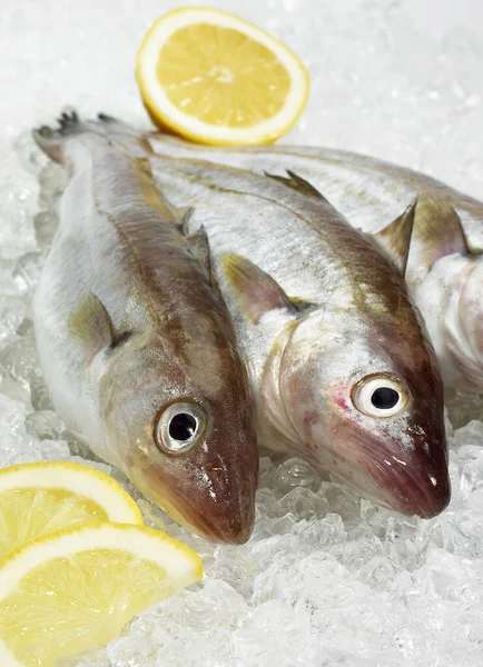 レモンと白 Merlangius Merlangus 氷の上の新鮮な魚 — ストック写真
