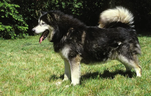 Cão Malamute Alasca Grama — Fotografia de Stock