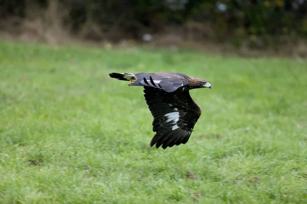 Golden Eagle Aquila Chrysaetos Yetişkin Uçuşu — Stok fotoğraf