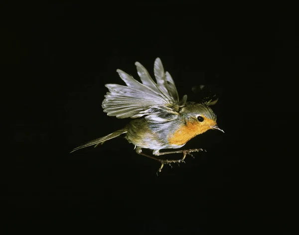 Avrupalı Robin Erithacus Rubecula Kara Arkaplana Karşı Uçan Yetişkin — Stok fotoğraf