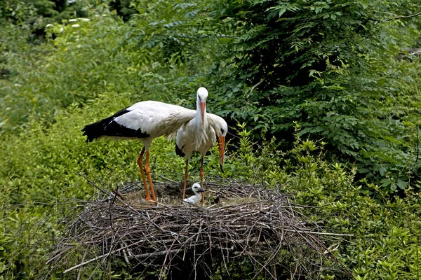 白色的Stork Ciconia Ciconia — 图库照片