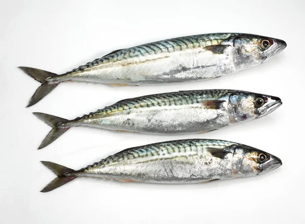 Mackerel Scomber Scombrus Fresh Fishes White Background — Stock Photo, Image