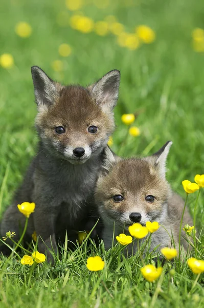 Red Fox Vulpes Vulpes Pup Flowers Normandy — Stok fotoğraf