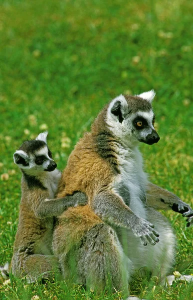Anel Cauda Lemur Lêmure Catta Mãe Com Jovens Suas Costas — Fotografia de Stock