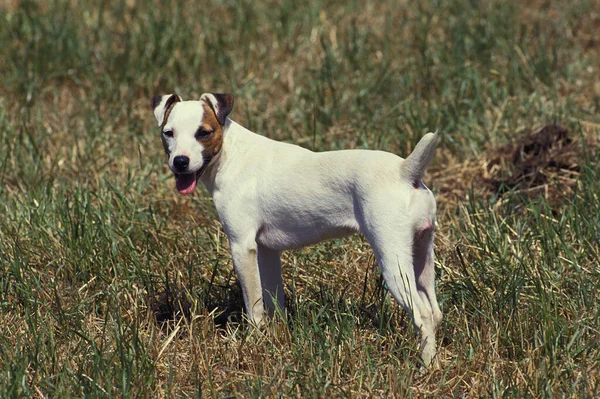 Jack Russell Terrier Adulto Parado Hierba —  Fotos de Stock