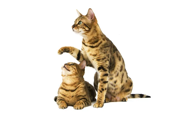 Brown Spotted Tabby Bengal Domestic Cat Adults Playing White Background — 스톡 사진