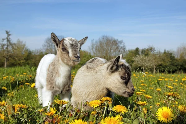 Pygmy Goat Dwarf Goat Capra Hircus Months Old Baby Goat — Stock Photo, Image