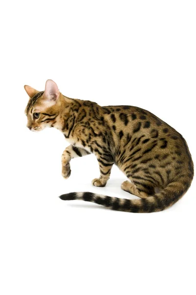 Cat Doméstico Bengal Brown Spotted Tabby Sesión Adulta Contra Fondo —  Fotos de Stock