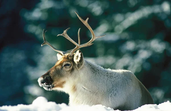 Reindeer Rangifer Tarandus Male Laying Snow — Stock Photo, Image