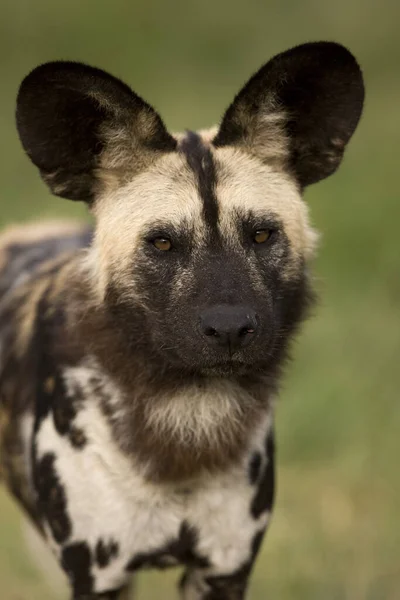 Pictus Lycaon Chien Africain Namibie — Photo