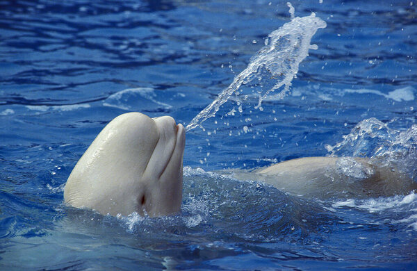 Beluga Whale or White Whale, delphinapterus leucas, Adult splashing Water  