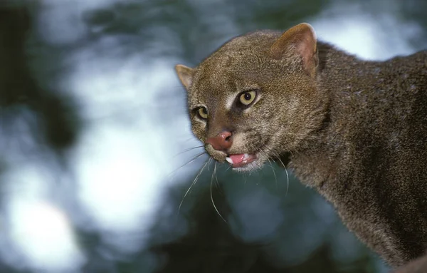 Jaguarundi Herpailurus Yaguarondi Retrato Adulto — Fotografia de Stock