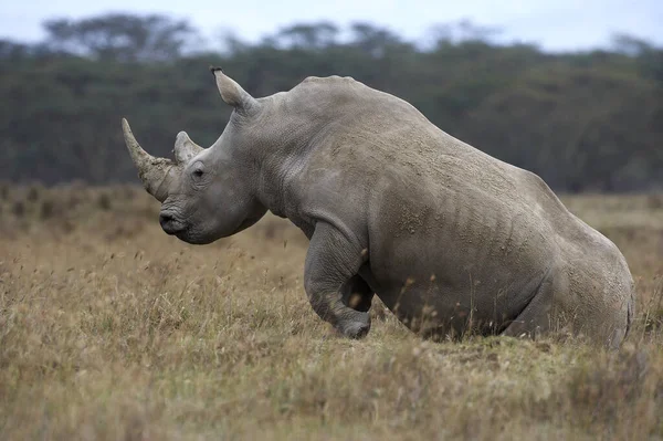 Rinoceronte Blanco Ceratotherium Simum Mujer Parque Nakuru Kenia — Foto de Stock