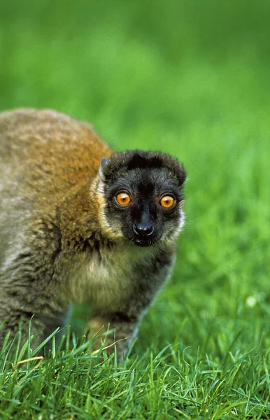 Mayotte Brown Lemur Lemur Fulvus Mayottensis Adulto Pie Sobre Hierba —  Fotos de Stock